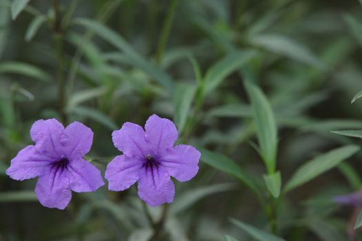 Closeup shot of Flowers