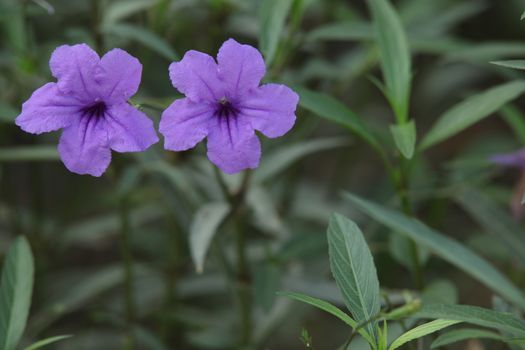 Closeup shot of Flowers