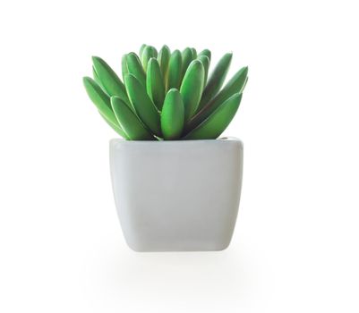 Green succulent cactus in pot isolated on white background, decoration concept