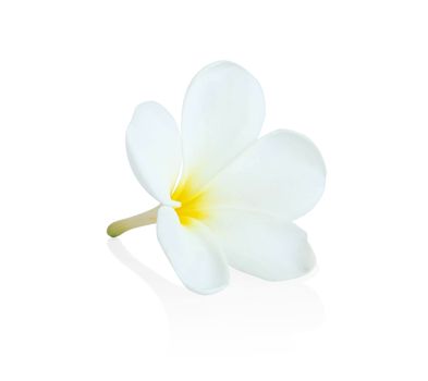 Closeup Plumeria white color on white background for spa relax