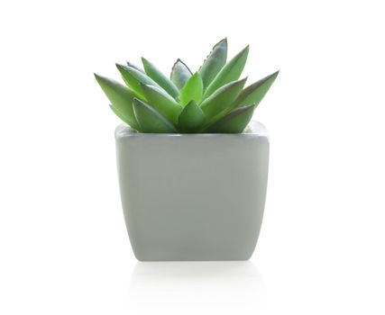 Green succulent cactus in pot isolated on white background, decoration concept