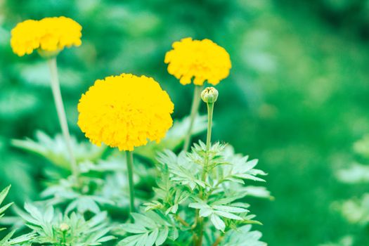 Closeup yellow marigold flowers in garden, selective focus