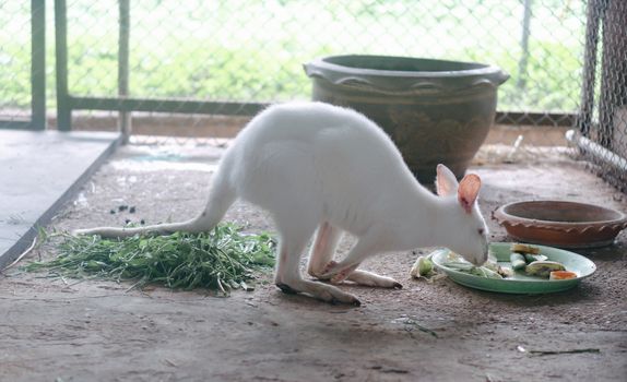 Kangaroo eating food in the zoo