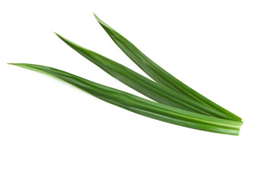 Fresh green pandan leaves isolated on white background