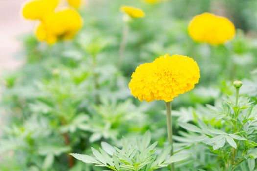 Closeup yellow marigold flowers in garden, selective focus