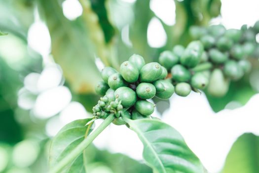 Closeup beautiful green coffee been on branch with light at noon, selective focus