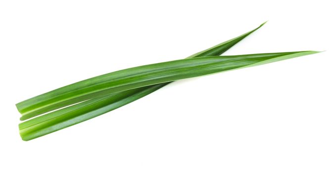 Fresh green pandan leaves isolated on white background