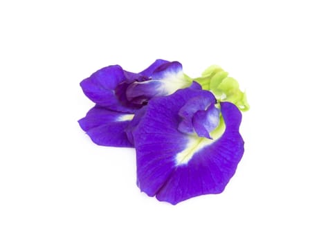 Butterfly pea flower on white background, herb and medical concept