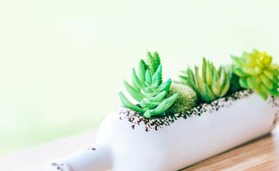 Closeup green succulent in white bottle pot on wood table background, selective focus