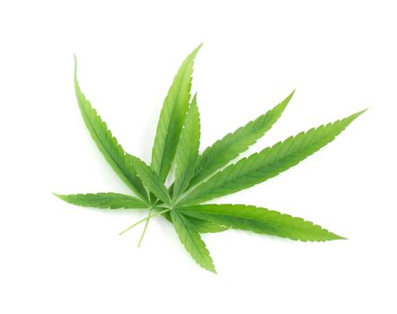 Young cannabis or marijuana leaf plant on white background, health care and medical concept