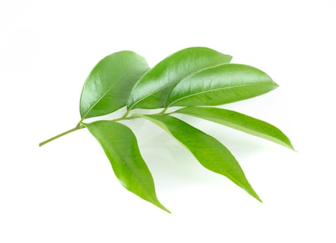 Lychee leaf isolated on white background
