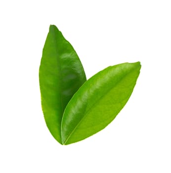 Lemon leaf isolated on white background 