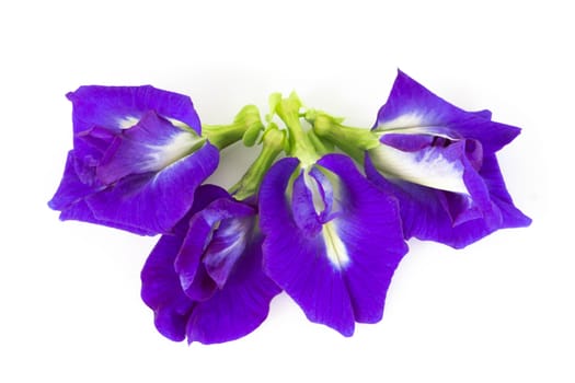 Butterfly pea flower on white background, herb and medical concept