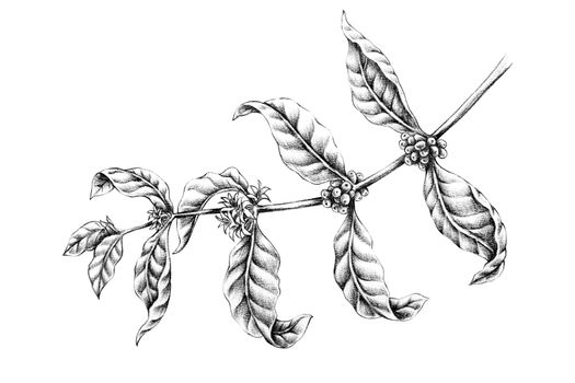  Hand draw Coffee Branch with Black Pencil isolated on white background
