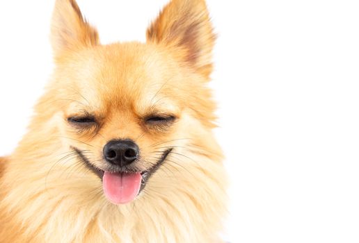 Pomeranian looking something with smile and happy feeling on white background