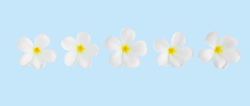 Closeup Plumeria white color on blue background for spa relax