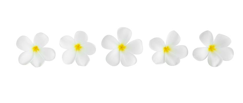 Closeup Plumeria white color on white background for spa relax