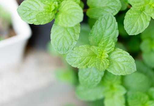 Closeup fresh pepper mint in pot, herb and health care concept, selective focus