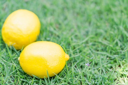Closeup fresh lemon fruit on green grass background, selective focus