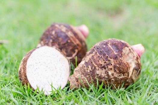 Close up taro root with sliced on green grass