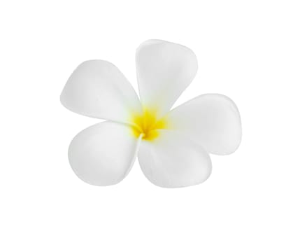 Closeup Plumeria white color on white background for spa relax