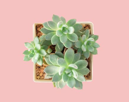 Top view green succulent cactus in pot isolate on pink background, decoration concept