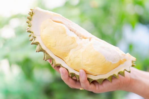 Hand holding ripe durian tropical fruit green nature background