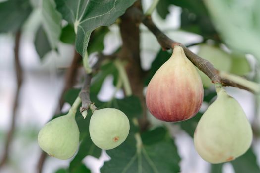 Closeup fig fruit on tree branch, selective focus