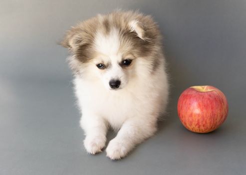 Pomeranian dog looking something with red apple on grey background