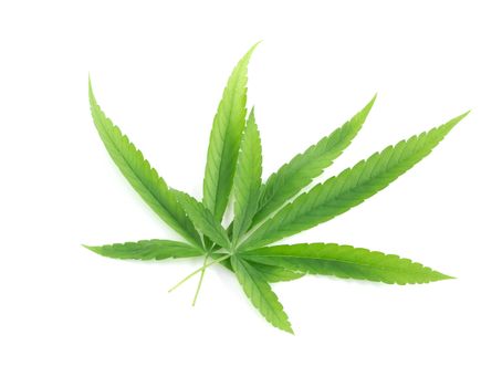 Young cannabis or marijuana leaf plant on white background, health care and medical concept