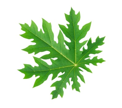 Closeup green papaya leaf isolated on white background