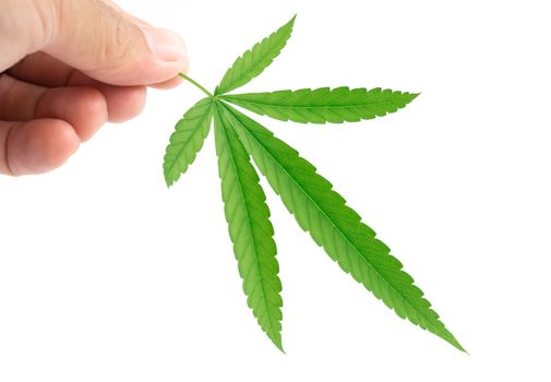 Hand holding cannabis or marijuana leaf plant on white background, health care and medical concept