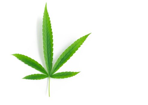 Young cannabis or marijuana leaf plant on white background, health care and medical concept