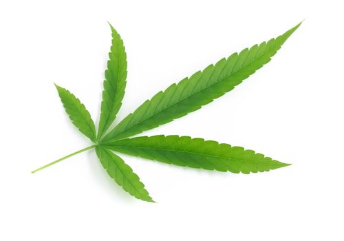 Young cannabis or marijuana leaf plant on white background, health care and medical concept