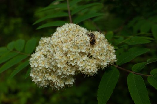 A bee collects nectar from rowan flowers