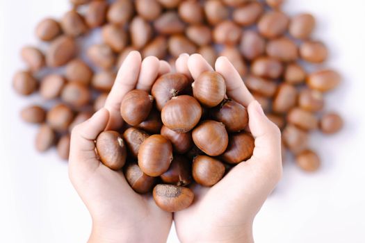 Closeup top view hand holding horse chestnuts on white background,  healthy food concept