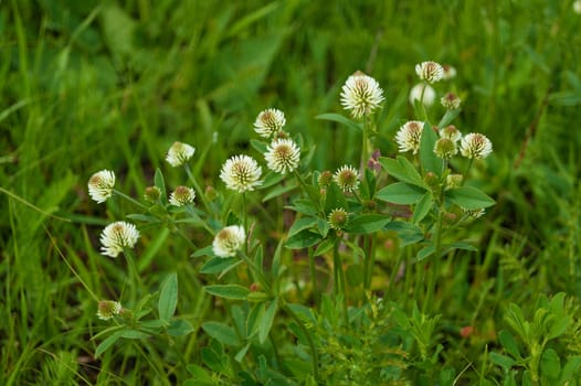 Green meadow grass and white clover flowers