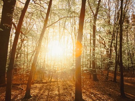 Spring forest landscape at sunset or sunrise, nature and environment