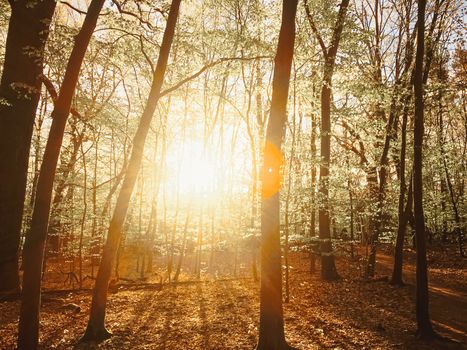 Spring forest landscape at sunset or sunrise, nature and environment