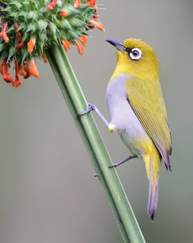 Hyperactive little yellow bird with an off-white belly and white “spectacles.” Found in a wide range of habitats.