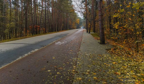Wet street and bicycle path and wet leaves and trees around