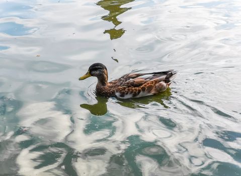 Duck swimming on lake at sunny day