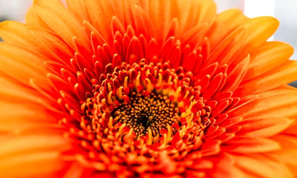 Big Selection of Colorful Gerbera flower Gerbera jamesonii Isolated