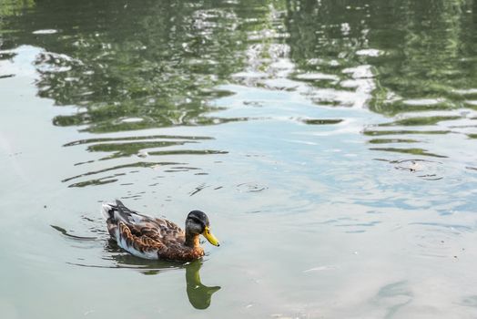 Duck swimming on lake at sunny day