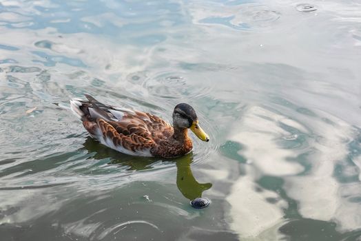 Duck swimming on lake at sunny day