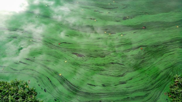 River with beautiful green pollen strukture od it in Wroclaw City