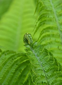 Close up fresh green fern frond and leaves over green background, low angle view