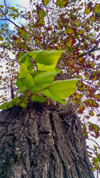 Lookup to tree crown and colorful leafs 