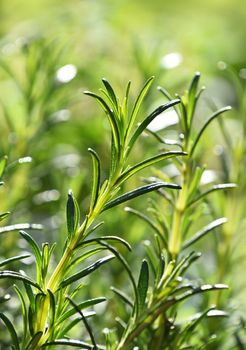 Close up green fresh rosemary spicy herb (Rosmarinus officinalis) sprouts growing under bright sunshine