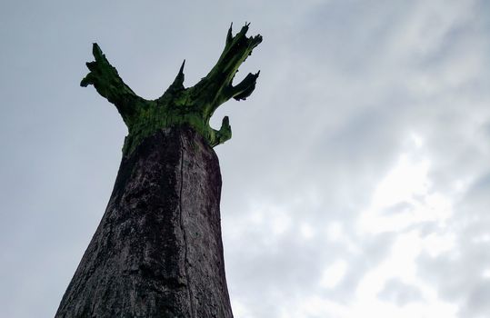 Lookup to high tree trunk with green painted crown